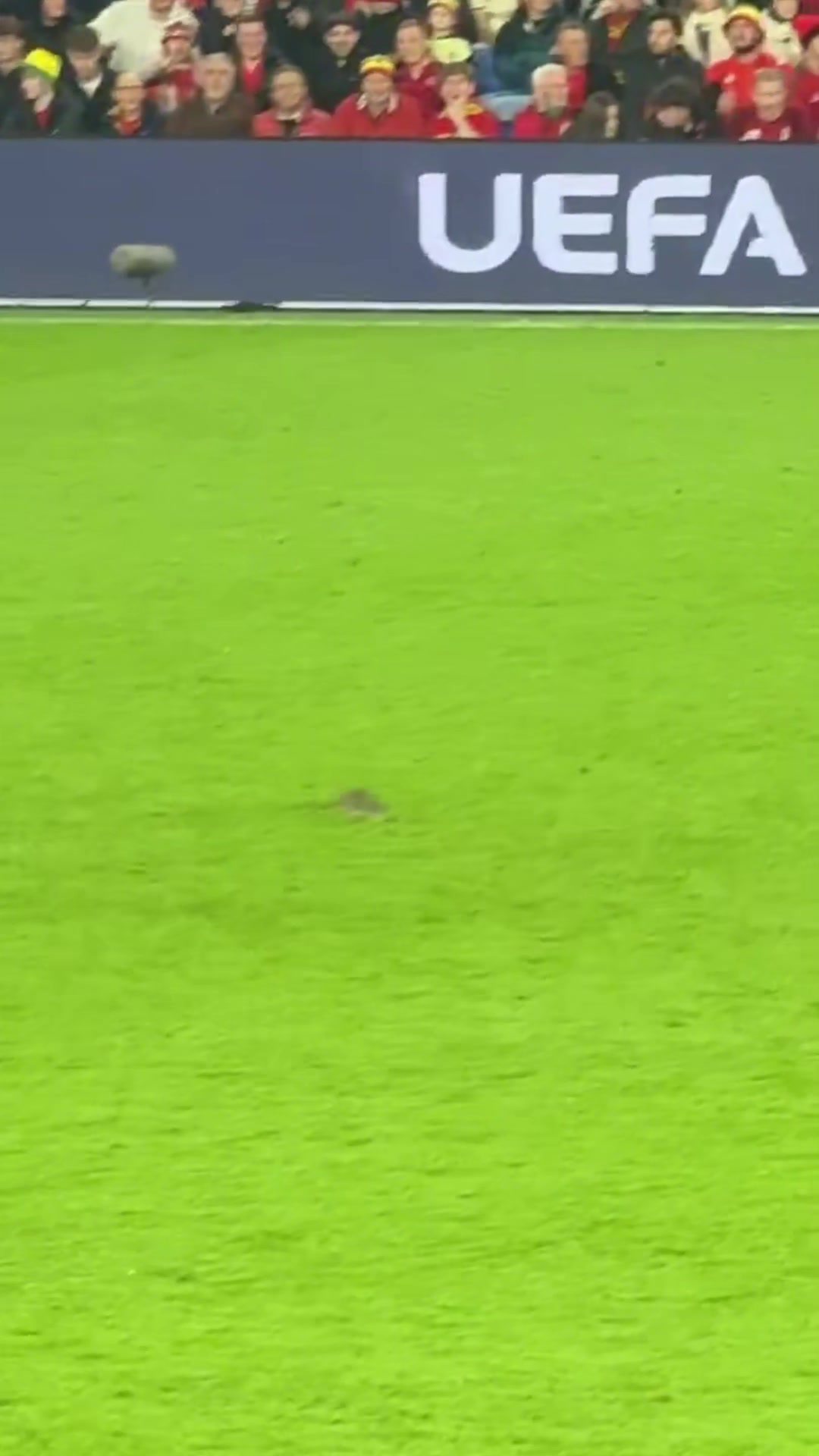 老鼠闯入球场库尔图瓦想抓住但失手威尔士球员将其驱赶出场